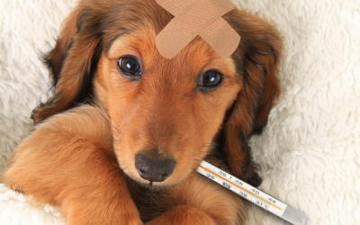 4 Tips to get your Furry Friend to take their Medicine