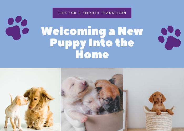 Welcoming a New Puppy Into the Home: Tips for a Smooth Transition